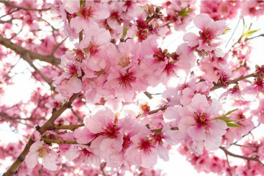Papel Tapiz MS-5-0108
FOTOMURAL